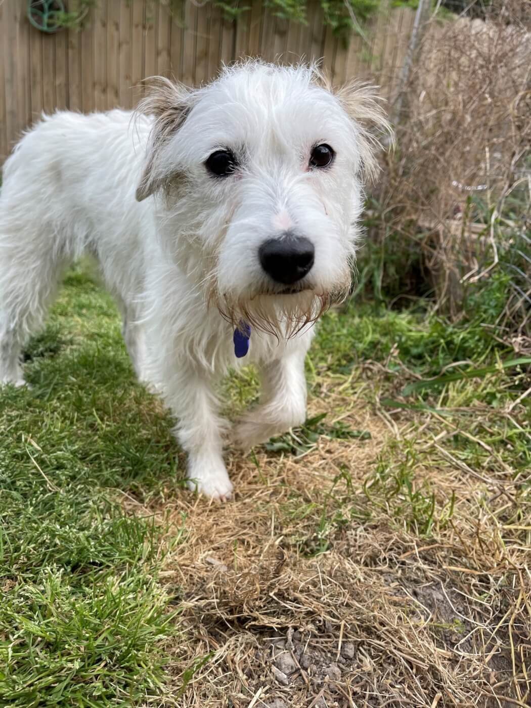 end of year victories by PETA supporters with rescued white Jack Russell terrier on grass