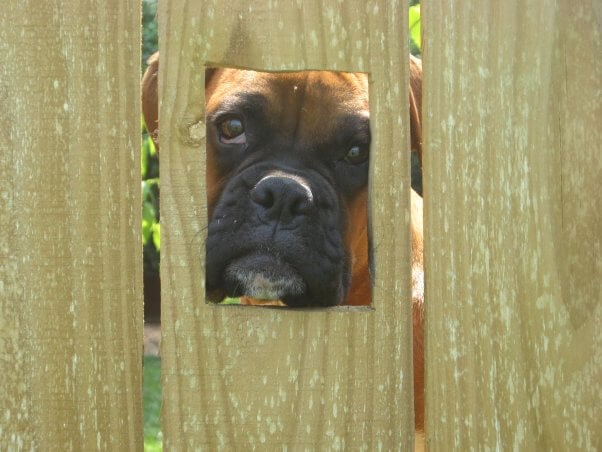 sad boxer looking through fence Humans Say Boxers Are ‘Cute,’ but Can They Breathe?