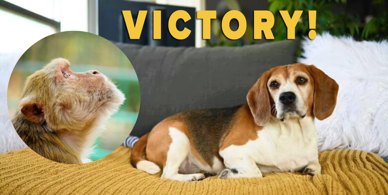 end of year victories by PETA supporters feature image with samson beagle and rhesus monkey looking up at "VICTORY!" text