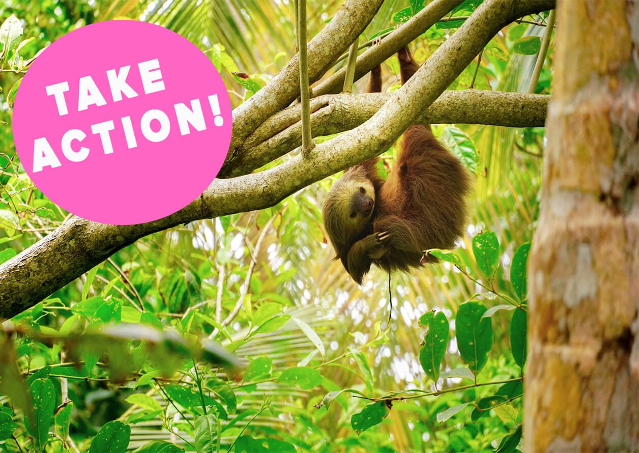 sloth in nature clinging to tree, with "TAKE ACTION!" text inside added pink bubble