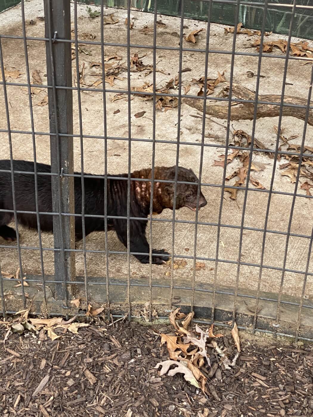 A Tayra behind a wire fence on a hard concrete floor, their neck has hair loss.