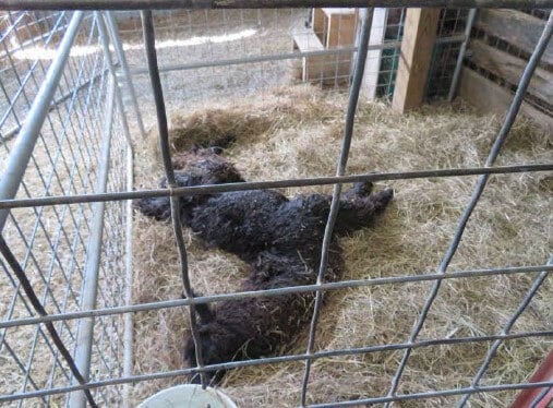 A deceased llama found by an inspector in an enclosure at Triple W Exotic Animal Auction