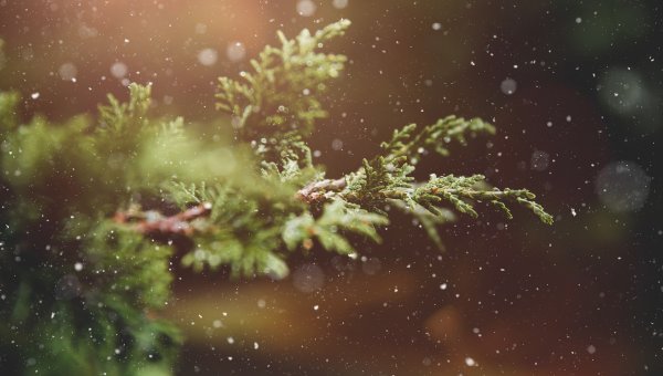 Welcome the Winter Solstice With a Vegan Yule Celebration
