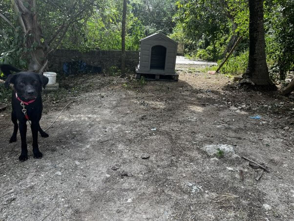 Simon ahora tiene una mejor protección contra los elementos después de que los trabajadores de campo le dieran una casa para perros elevada y resistente