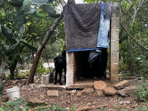 This dog was chained to a tree with only rocky ground to stand on.