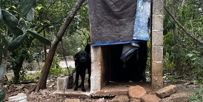 This dog was chained to a tree with only rocky ground to stand on.