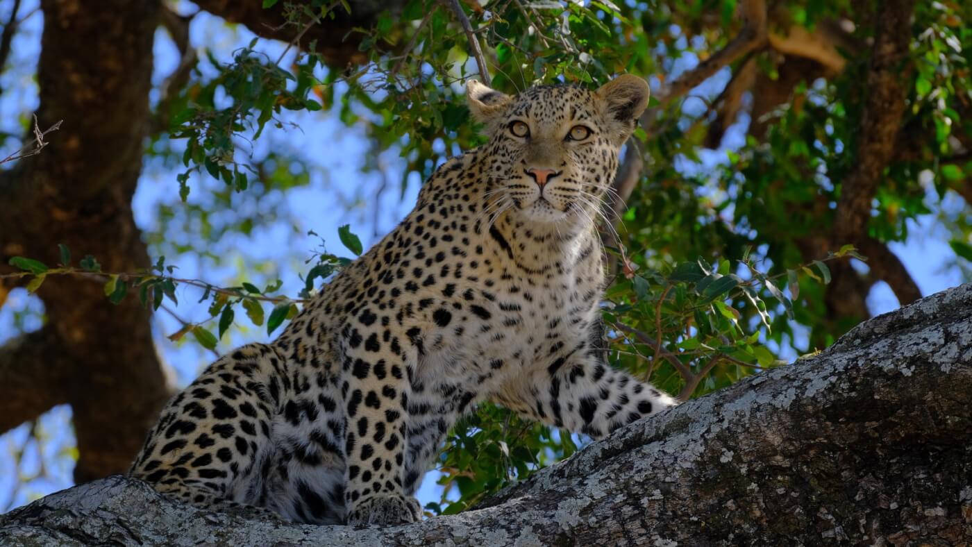 African leopard climbing in a tree