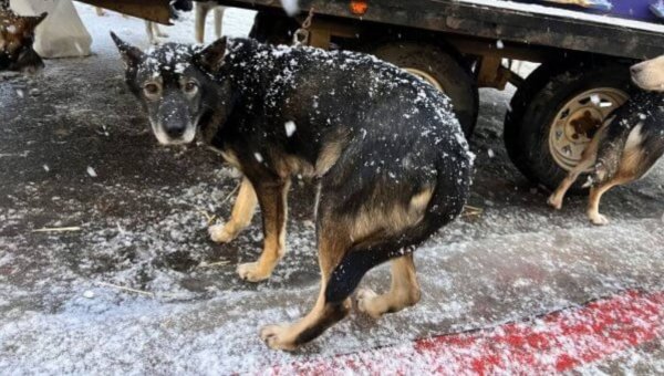 Tell Blood Bank of Alaska to Stop Sponsoring This Deadly Dog-Sled Race