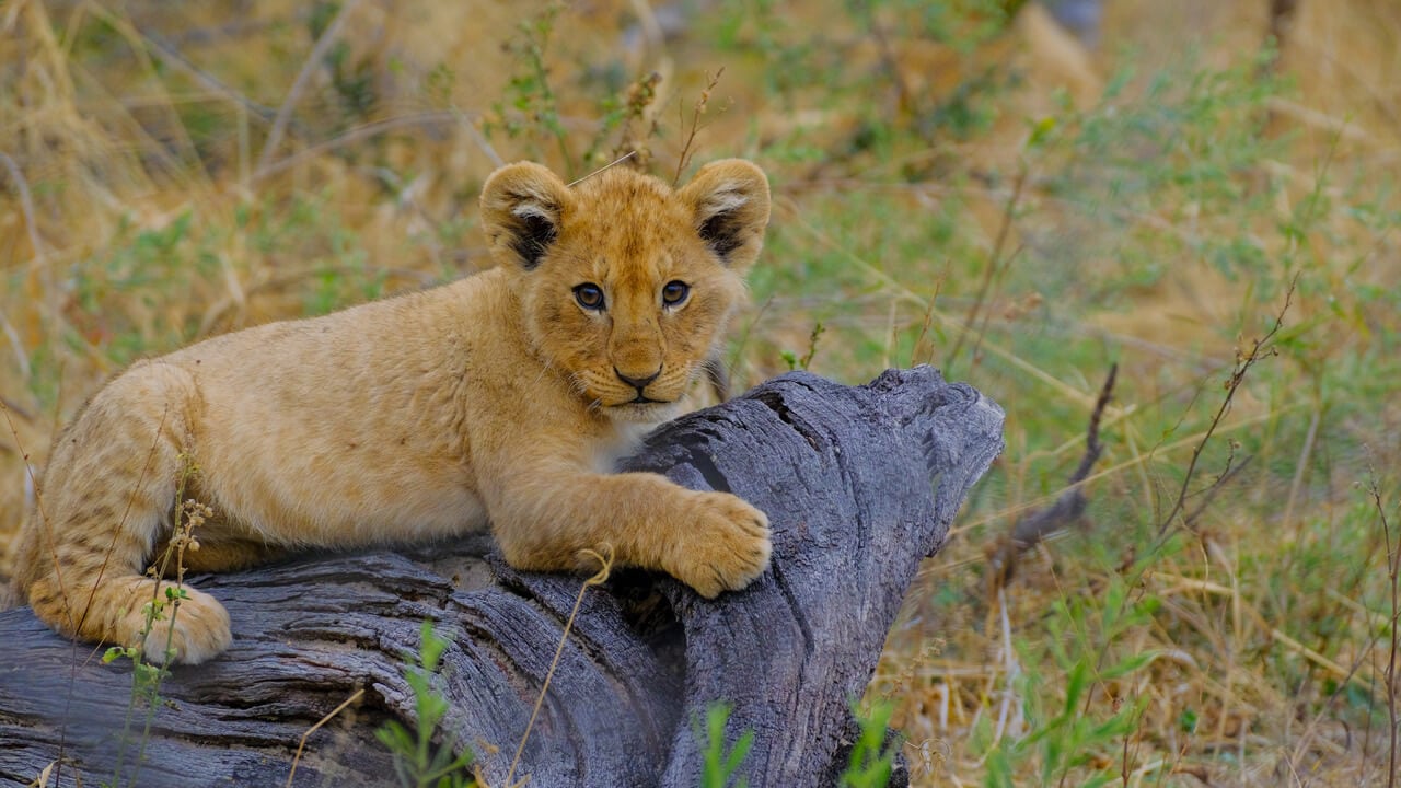 lion cub on a branch in African safari