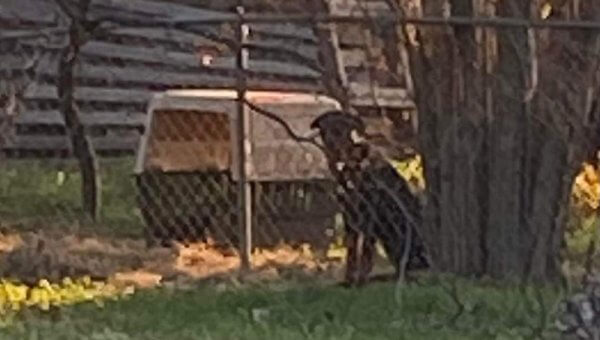 Urge Waco, Texas, Authorities to Require Shelter for Chained Dog