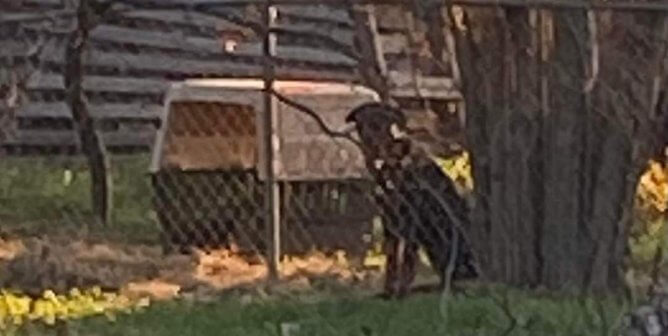 Urge Waco, Texas, Authorities to Require Shelter for Chained Dog