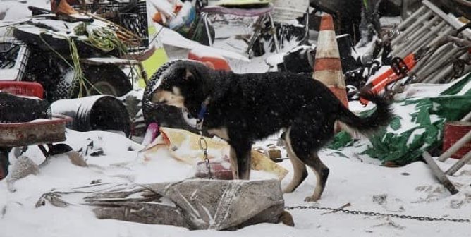 Update: Still No Charges Filed! Urge Cass County Prosecutor to Consider Charges in Infamous Hoarding Case