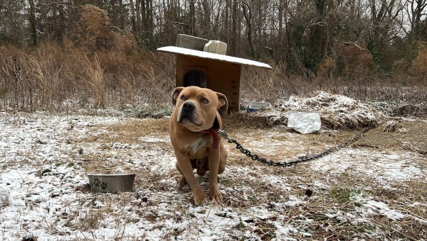 Take Action Today: Urge Knoxville City Council to Prohibit Dog Tethering!