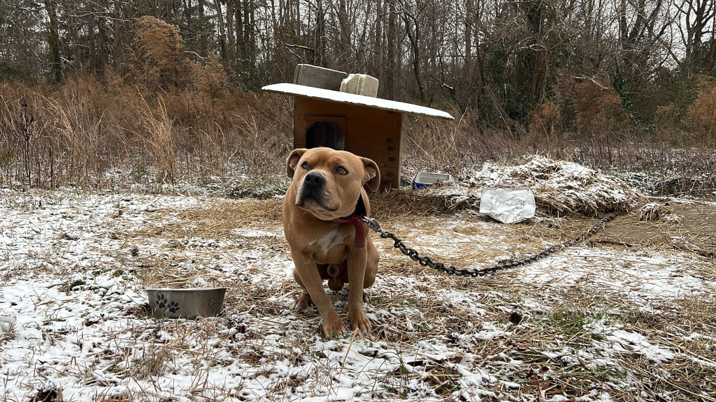 ACOM dog chained 207 Gardner Rd Murfreesboro NC 1 21 22 PO ftc 6 Take Action Today: Urge Knoxville City Council to Prohibit Dog Tethering!