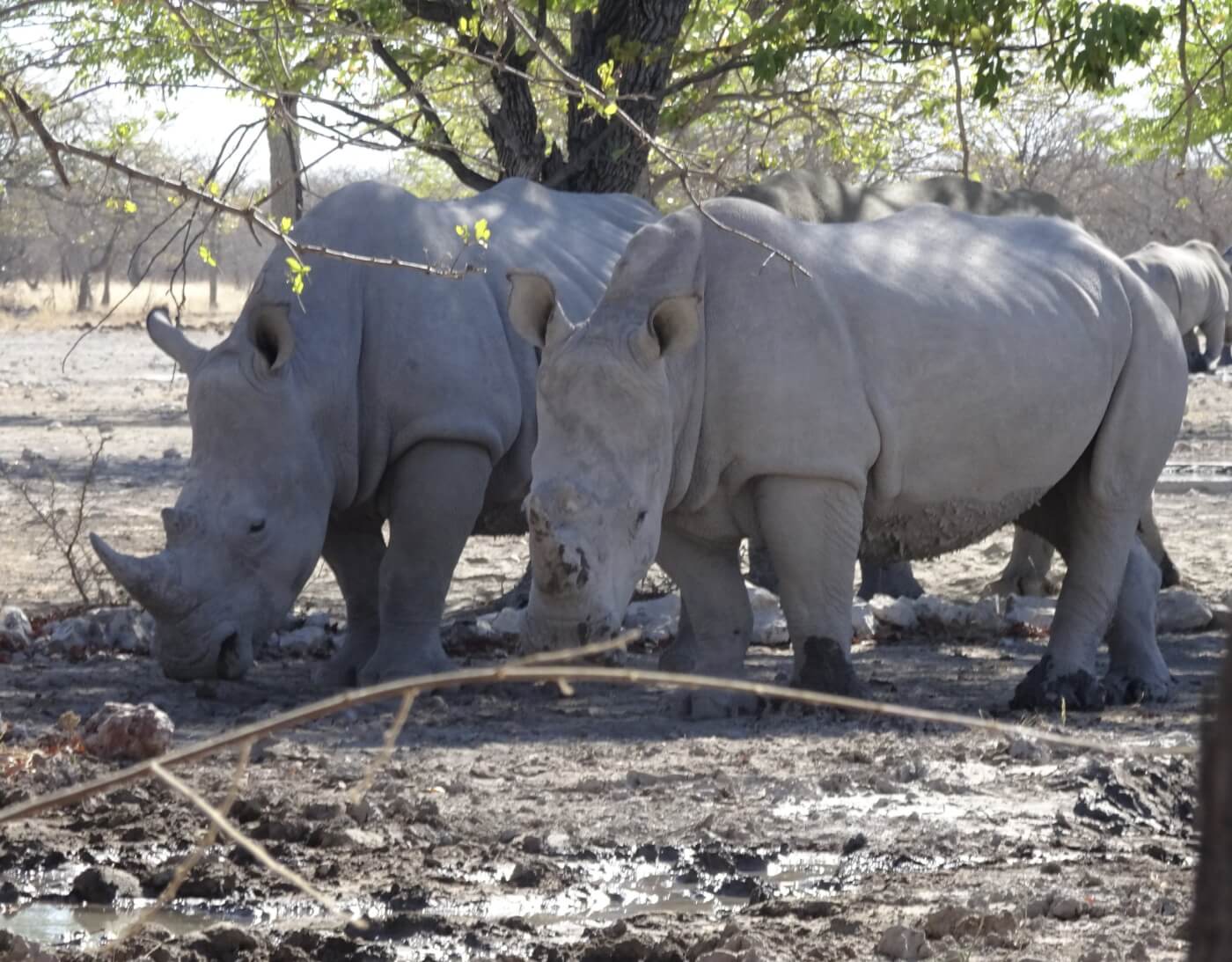 two rhinos in African safari