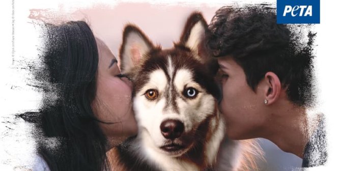 We Don’t Want To Go To The Iditarod. We Just Want The Iditarod To Go.