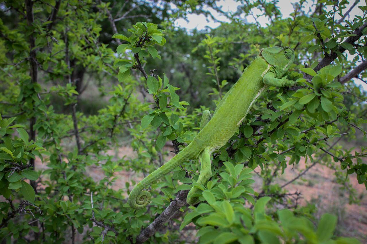 green chameleon in a tree on the grounds of Kings Camp