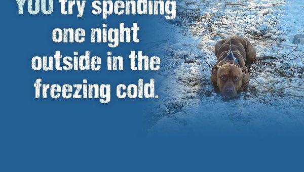 Dogs Need Your Help