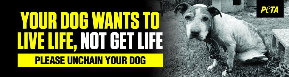 Your Dog Wants To Live Life, Not Get Life. Please Unchain Your Dog.
