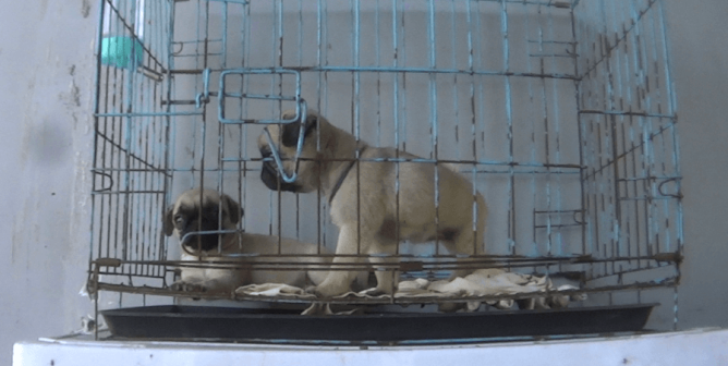 Two pugs in tiny wire cage from PETA Asia's investigation