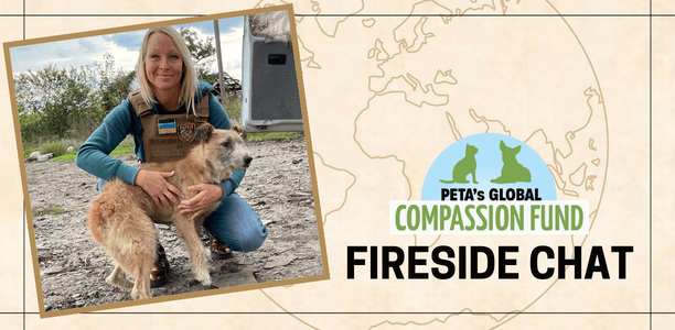 Join Us on the Front Lines in Ukraine as Rescuers Risk Everything to Save Animals