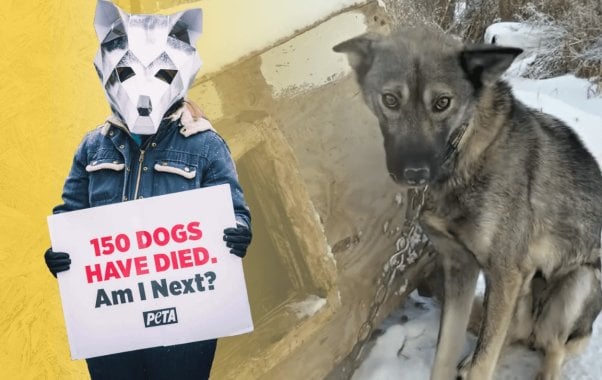 iditarod "dog" masked protester and chained dog