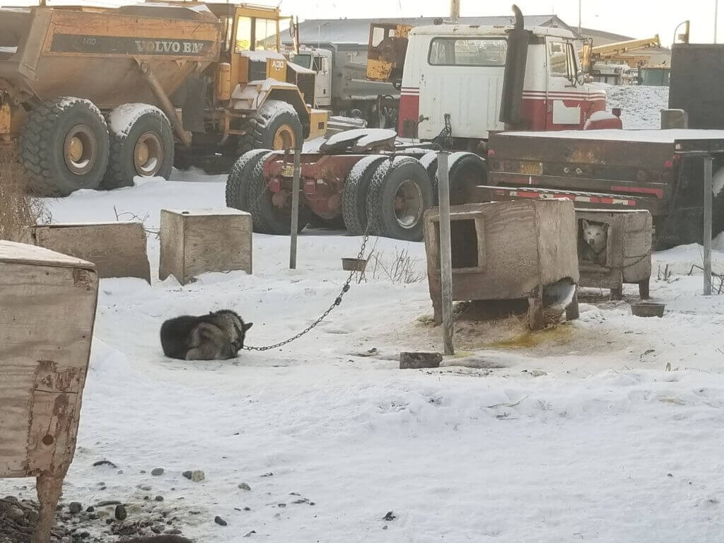 Iditarod facts with chained dog left alone in snow by broken box and old equipment
