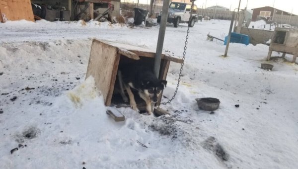 Iditarod 2023: Sign Up for Weekly Actions to Help End Dog Abuse