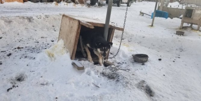Iditarod 2023: Sign Up for Weekly Actions to Help End Dog Abuse