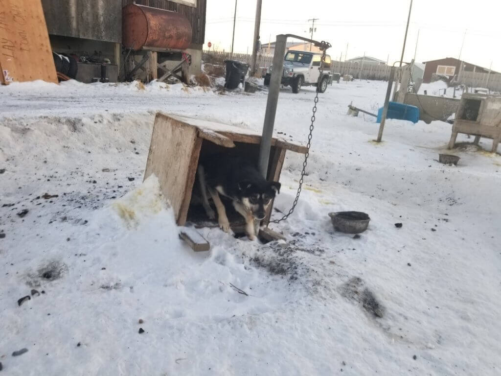 Iditarod facts with dog chained in neglectful kennel in freezing snow