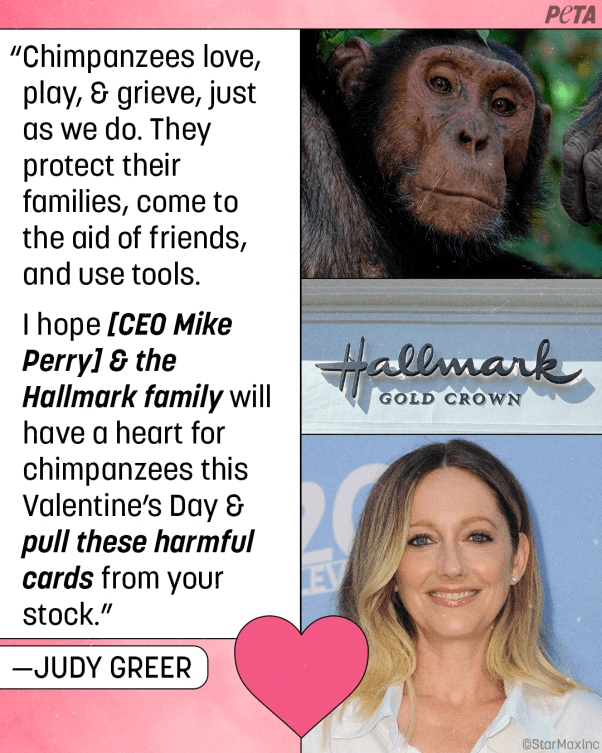 Judy Greer Hallmark Chimpanzees Quote PETA