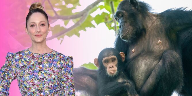 Judy Greer with pink background next to mother and baby chimpanzee