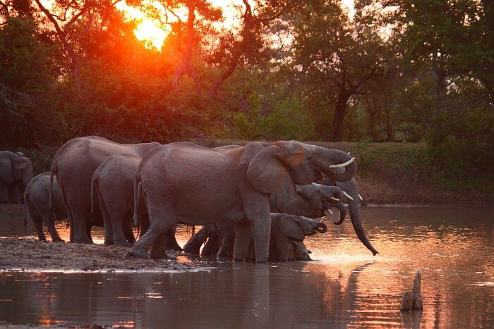 Les éléphants boivent dans un étang au Kings Camp
