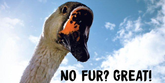 No Fur? Great! Now What About Me? lululemon: Ditch The Down! (Goose)