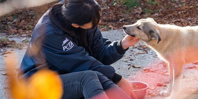 PETA Helps Romania worker in the field