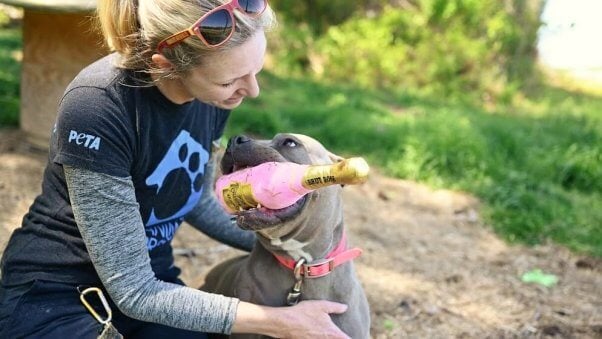 PETA Staffer pats dog with new toy