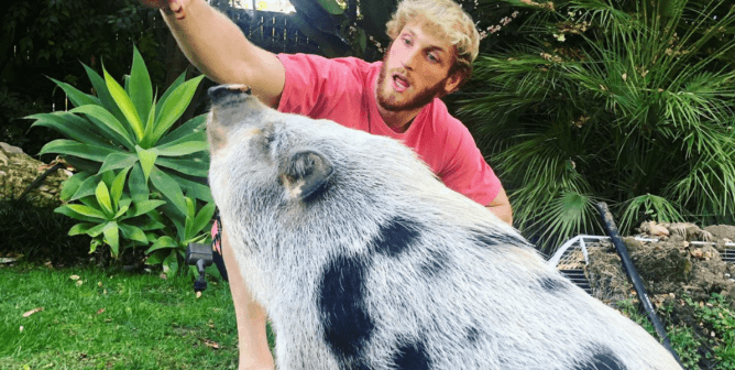 Never Trust Animal Breeders: Logan Paul’s Pig Is Another Reminder