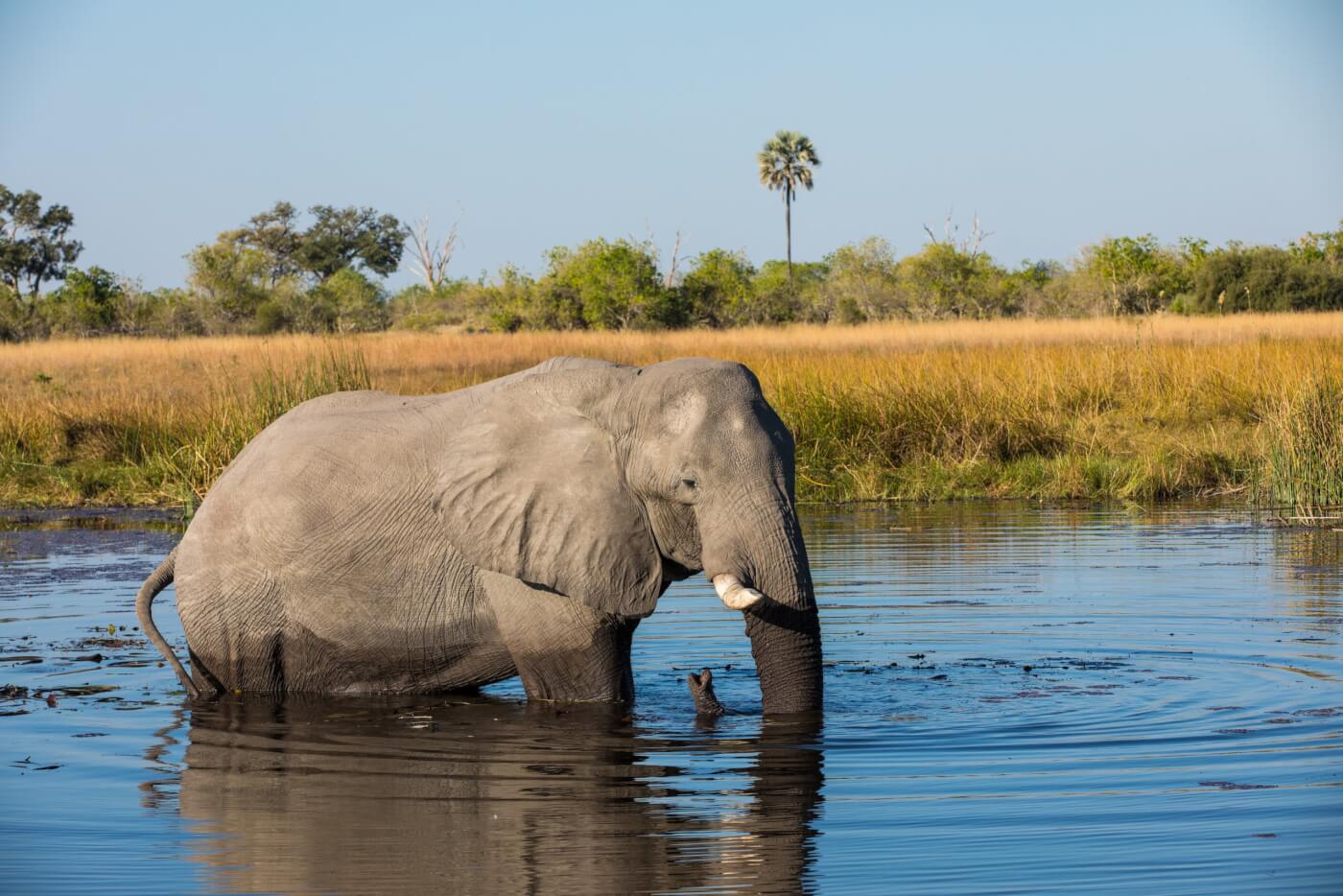 elephant walking in a body of water