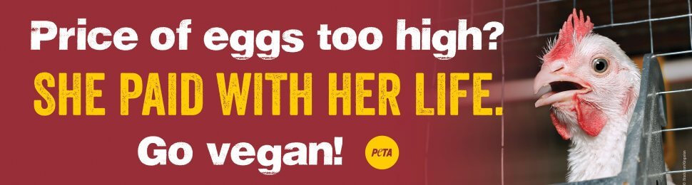 Price Of Eggs Too High? She Paid With Her Life. Go Vegan!