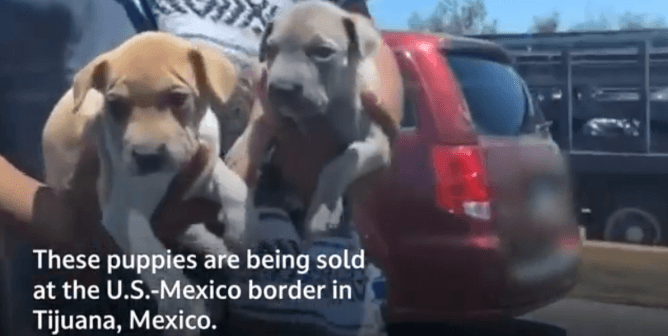 How to Help Sick Puppies for Sale at the U.S.-Mexico Border