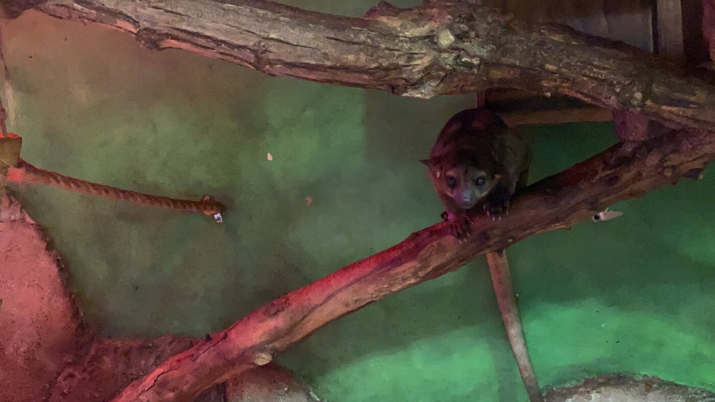 kinkajou in enclosure at SeaQuest