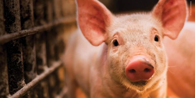 University of Tennessee: Stop Mutilating Animals for Emergency Medical Training
