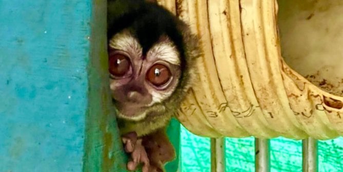 No Science, No Money: Tell NIH to Stop Dealing With Dubious Colombian Organization