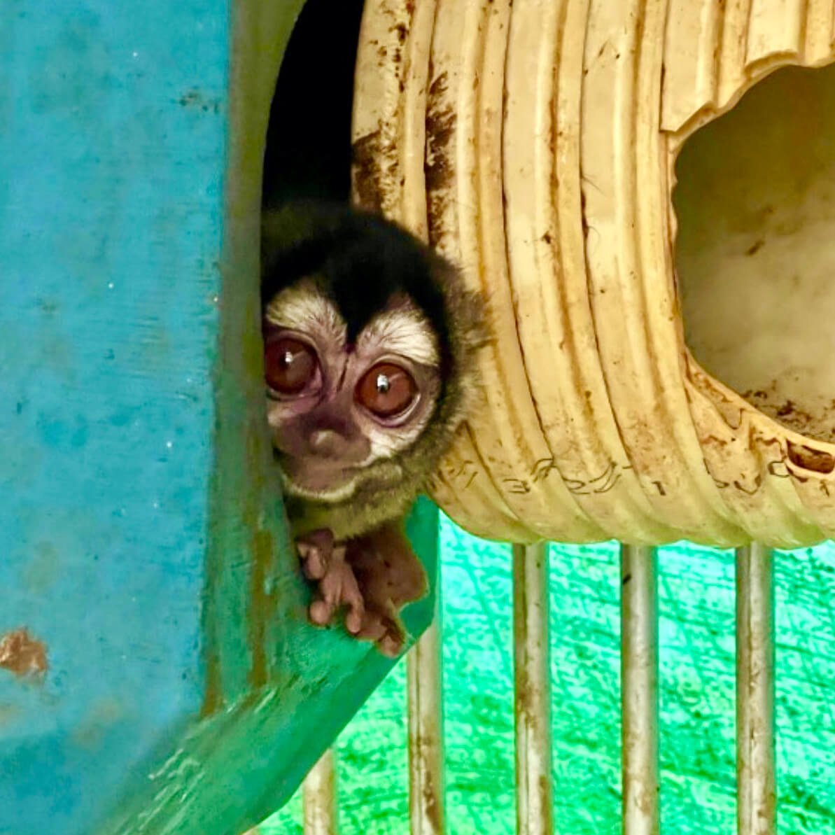 VIV Colombian Fundacion Centro de Primates FUCEP An Aotus monkey in a nest beside a soiled corrugated pipe also serving as a nest crop VS PO NIH-Funded Scam Facility Shut Down; 108 Monkeys Seized in Colombia