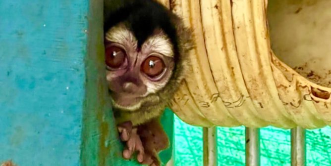 PETA’s Investigation Is Victorious in Colombia; Not Even a Ripple From U.S.
