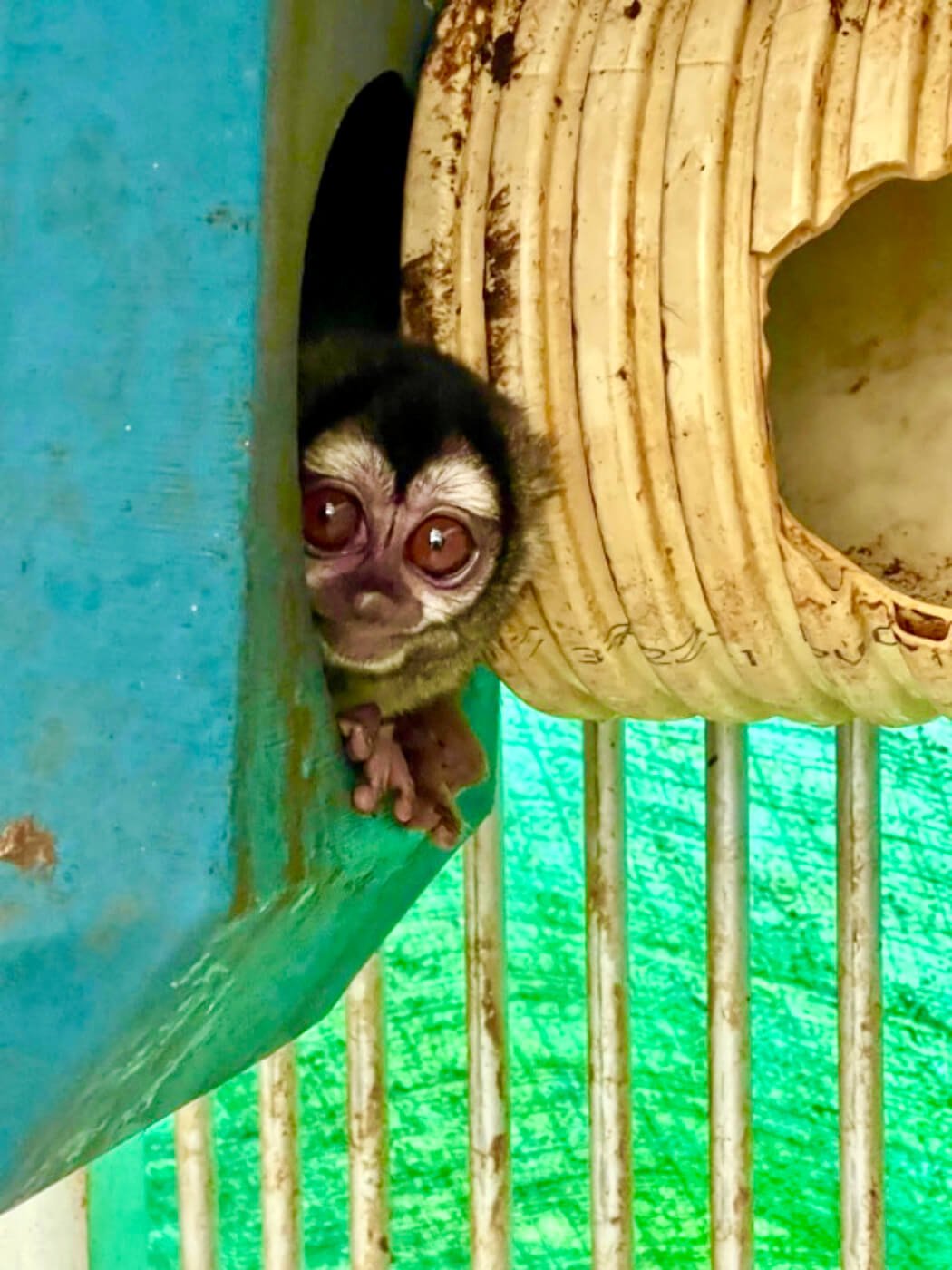 VIV Colombian Fundacion Centro de Primates FUCEP An Aotus monkey in a nest beside a soiled corrugated pipe also serving as a nest edited VS PO 2 Victory! NIH-Funded Monkey Experiments Ended