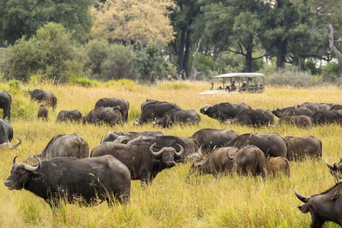 Un troupeau de buffles africains dans l'herbe, gracieuseté de Vigan Safari Africa