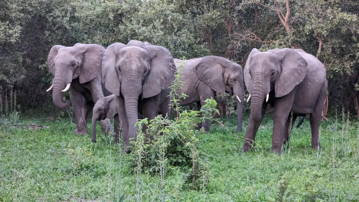 herd of elephants spotted during a vegan African safari