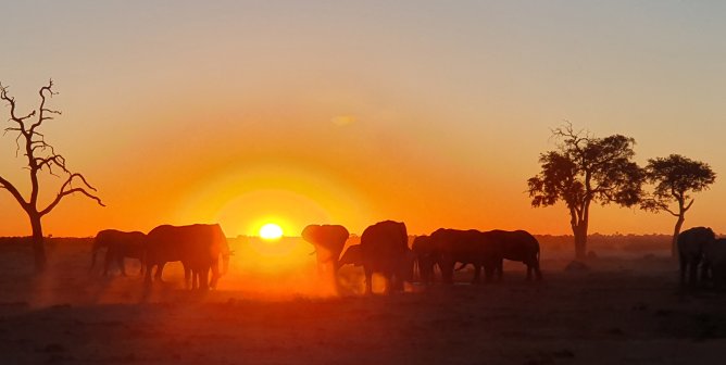 A herd of elephants at sunset in Botswana
