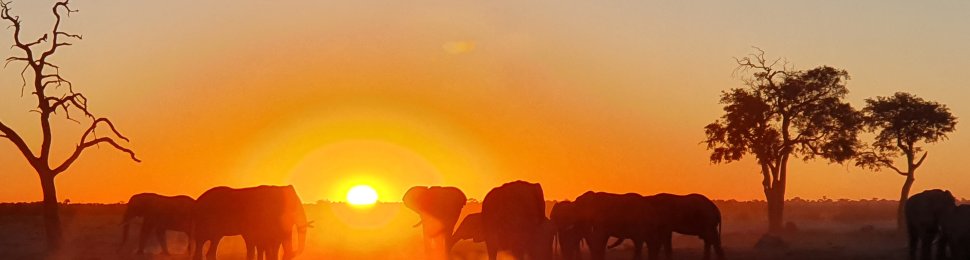 A herd of elephants at sunset in Botswana